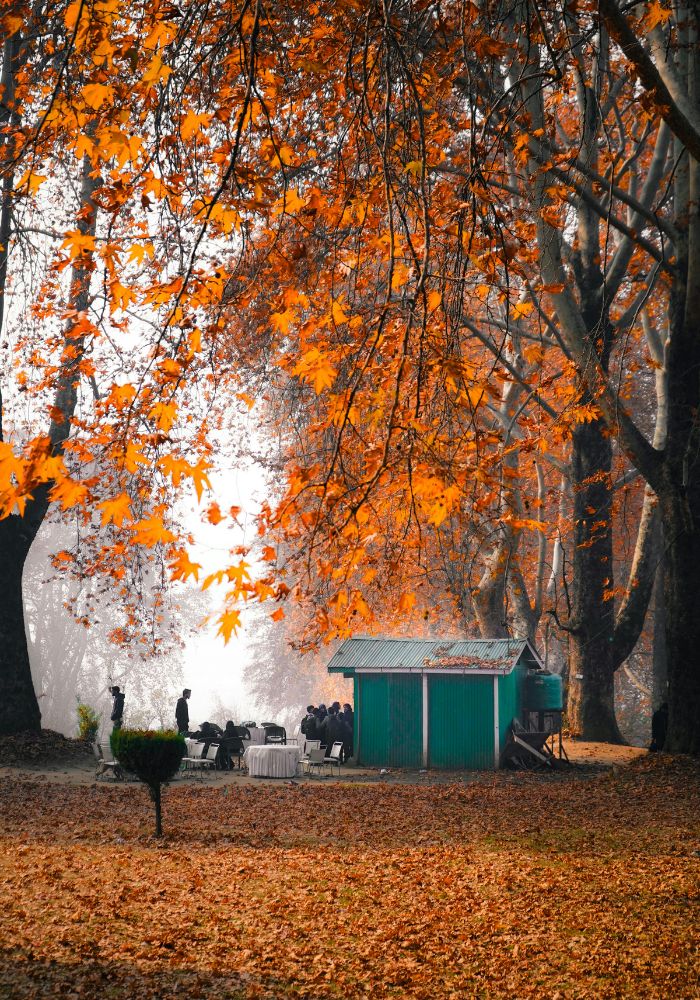 images/new-deal/Kashmir Tour Package 4 Nights 5 Days 4.jpg